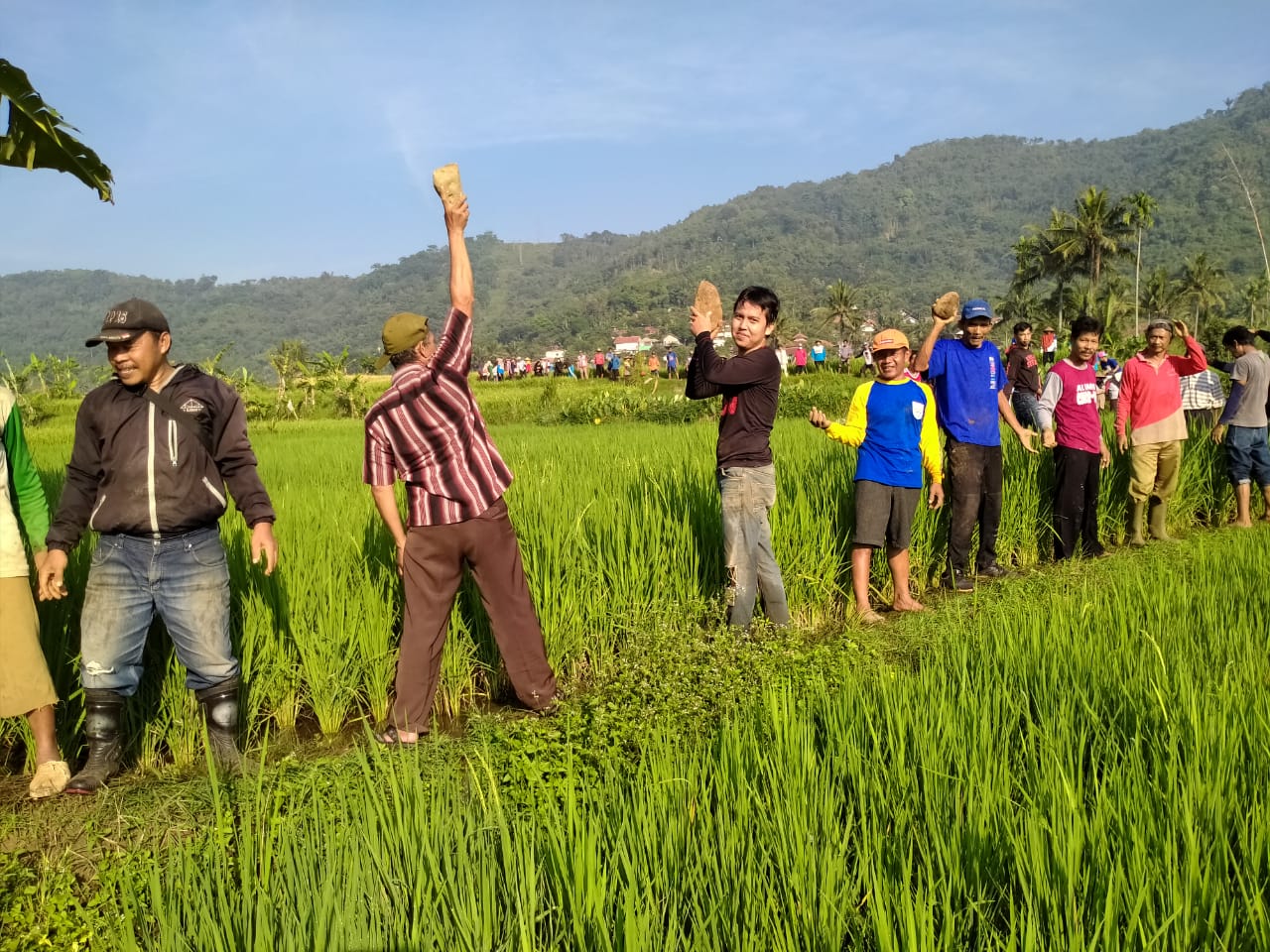 Inisiatif Warga Desa Cikoneng dalam Pengembangan Urban Farming