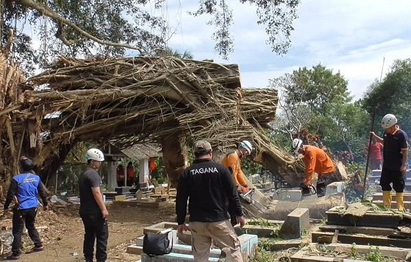 BPBD Evakuasi Pohon Tumbang - Kabupaten Sumedang