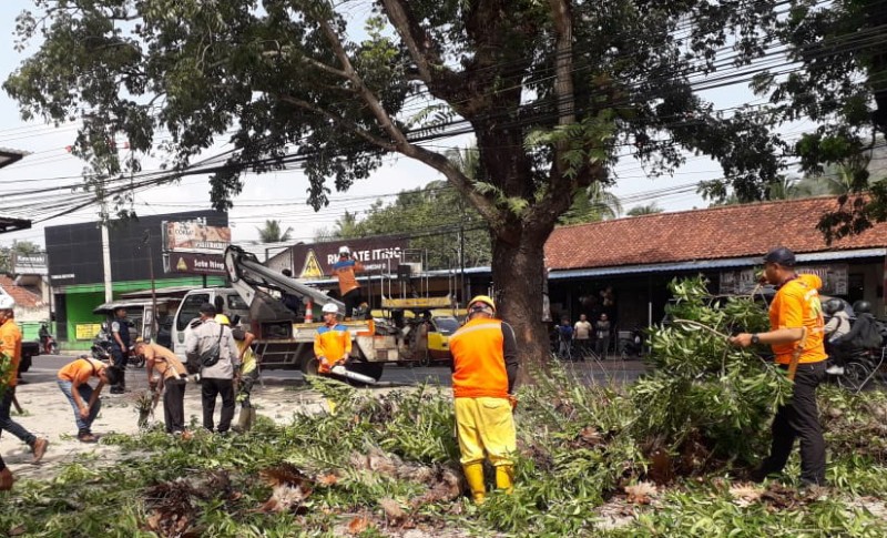 Ada Pohon Rawan Tumbang Segera Laporkan Ke Bpbd Kabupaten Sumedang